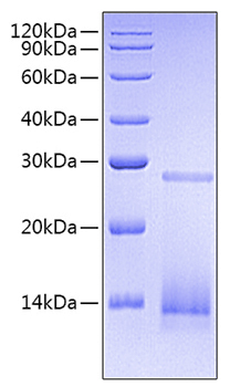 Recombinant Human/Mouse/Rat mature TGF-beta 3 Protein