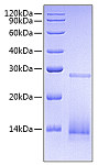 Recombinant Human/Mouse/Rat TGF-beta 3 Protein (RP00645)