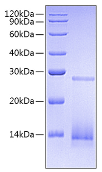 Recombinant Human/Mouse/Rat TGF-beta 3 Protein
