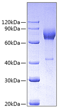 Recombinant Pig CSF-1/M-CSF Protein