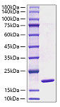 Recombinant Mouse SNCA/Alpha-Synuclein Protein (RP00700)