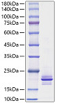 Recombinant Mouse TNFSF11/RANKL/CD254 Protein (RP00745)