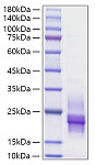 Recombinant Human HB-EGF Protein (RP00754)