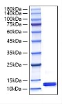 Recombinant Mouse CCL8/MCP-2 Protein (RP00773)