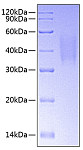 Recombinant Human TNFRSF10C/TRAIL R3 Protein (RP00805)