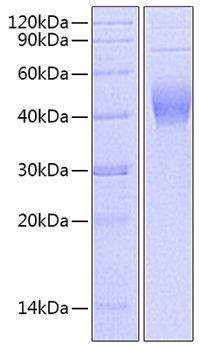 Recombinant Mouse IL-2 (C160S) Protein