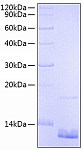 Recombinant Human CCL18/PARC Protein (RP00810)