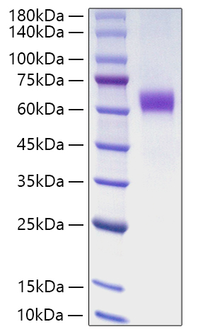 Recombinant Human Jagged1/JAG1/CD339 Protein