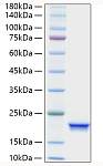 Recombinant Human IFN-alpha 4 Protein (RP00880)