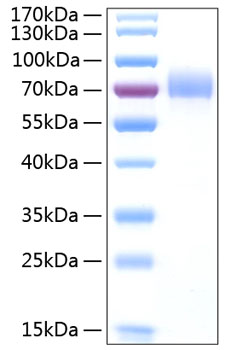 Recombinant Human CD44 Protein