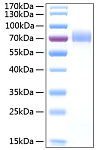 Recombinant Human CD44 Protein (RP00973)