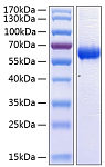 Recombinant Human CD47 Protein (RP00974)