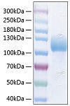 Recombinant Human ICAM-3/CD50 Protein (RP00979)