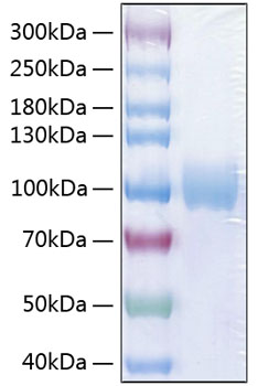 Recombinant Human PVR/CD155 Protein