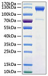 Recombinant Human Semaphorin-4D/SEMA4D/CD100 Protein (RP00981)