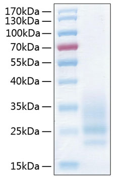 Recombinant Human CD83 Protein
