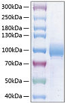 Recombinant Human Nectin-3/PVRL3/CD113 Protein (RP00984)