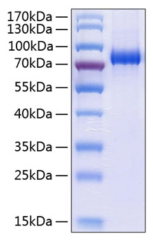 Recombinant Human EphA3 Protein