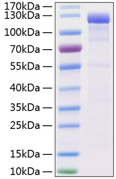 Recombinant Human CDH5/VE-cadherin/CD144 Protein