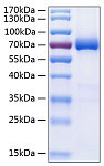 Recombinant Human B7-DC/PD-L2/CD273 Protein (RP00988)