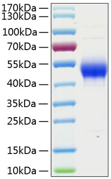 Recombinant Human CD14 Protein