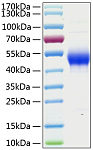 Recombinant Human CD14 Protein (RP00990)