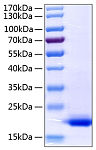 Active Recombinant Human TNF-alpha Protein (RP00993)