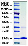 Recombinant Human Cystatin-S/CST4 Protein (RP00994)