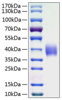 Recombinant Human B7-H3/CD276 Protein