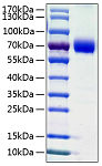 Recombinant Human B7-H5/Gi24/VISTA Protein (RP01023)