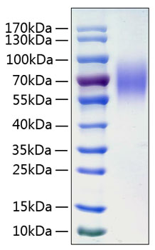 Recombinant Human LAMP-1/CD107a Protein