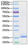 Recombinant Human Cystatin-D/CST5 Protein (RP01035)