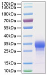 Active Recombinant Human IL-7 Protein (RP01040)