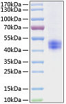 Recombinant Mouse Follistatin/FST Protein (RP01047)