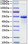 Recombinant Human 12E7/CD99 Protein (RP01050)
