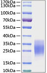 Recombinant Mouse c-Kit ligand/SCF/KITLG Protein (RP01055)