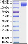 Recombinant Mouse ICAM-1/CD54 Protein (RP01056)