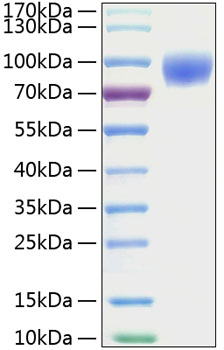 Recombinant Mouse ICAM-1/CD54 Protein