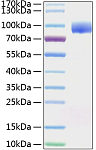 Recombinant Human Nectin-1/PVRL1/CD111 Protein (RP01066)