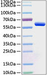 Recombinant Human BTN3A1/CD277 Protein (RP01067)
