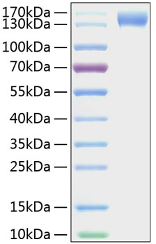 Recombinant Mouse SELP/P-Selectin/CD62P Protein