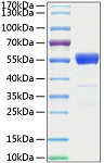 Recombinant Mouse IFN-gamma Protein (RP01070)