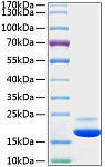 Recombinant Mouse TNF-alpha Protein (RP01071)