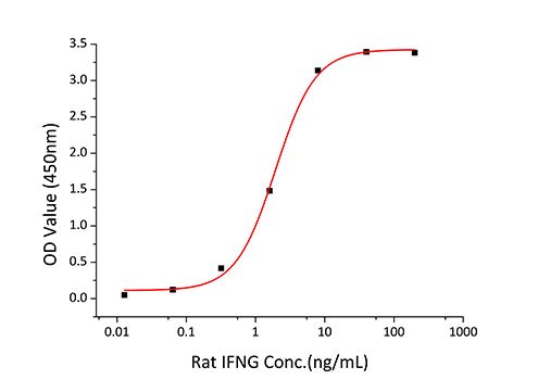 Recombinant Rat IFN-gamma Protein