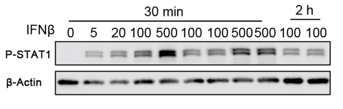 Recombinant Mouse IFN-beta Protein