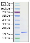 Recombinant Human IL-1F10 Protein (RP01084)