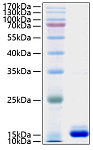 Recombinant Human PMP2 Protein (RP01086)
