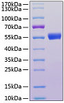 Recombinant Human IL-1R7/IL-18RAcP/CD218b Protein (RP01100)