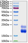Recombinant Human IGFBP-8/CTGF Protein (RP01113)