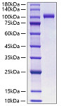 Recombinant Human MPO Protein (RP01117)